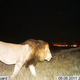 Image for article titled Photos: The secret lives of the Serengeti’s most elusive wild animals